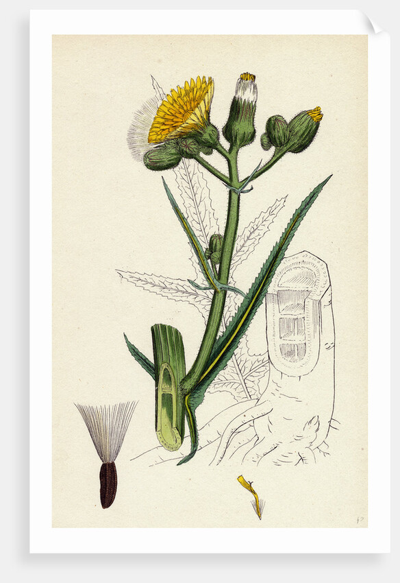 Sonchus Palustris Marsh Sow-Thistle by Anonymous