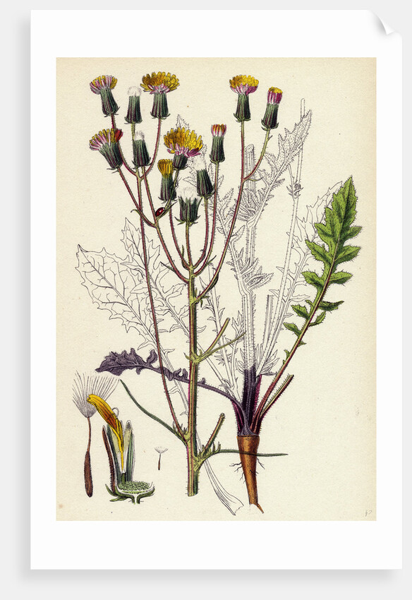 Crepis Taraxacifolia Small Rough Hawk's-Beard by Anonymous