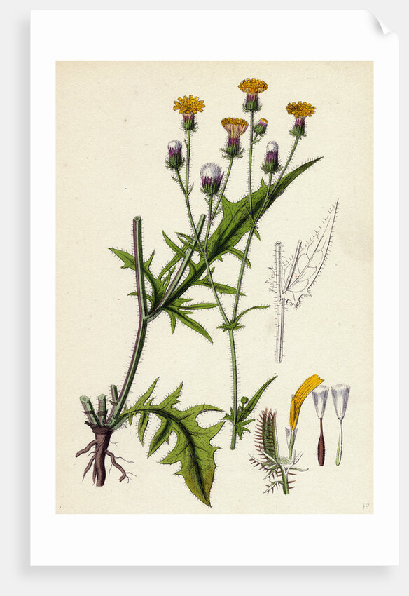 Crepis Setosa Bristly Hawk's-Beard by Anonymous