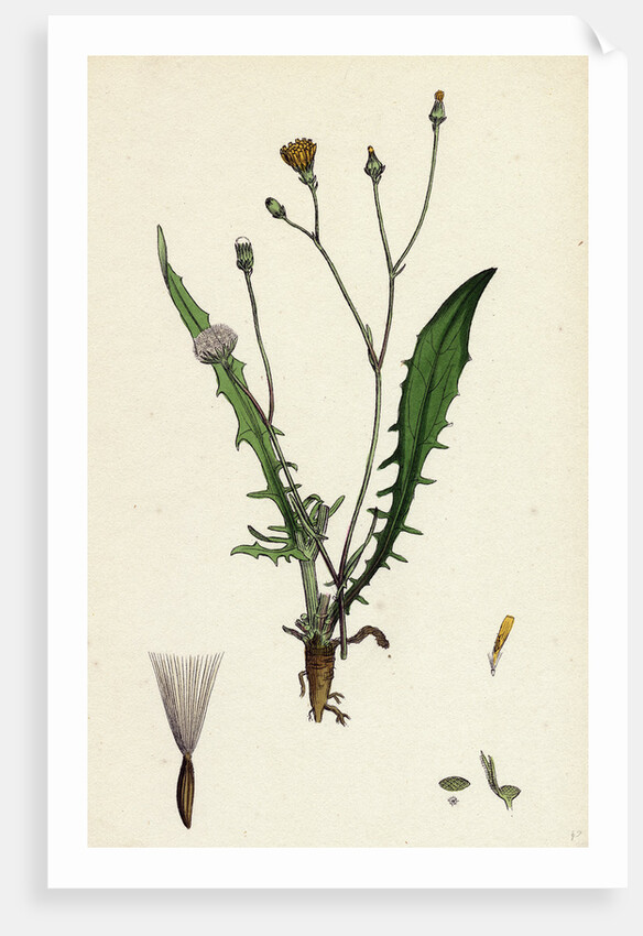 Crepis Virens Smooth Hawk's-Beard by Anonymous