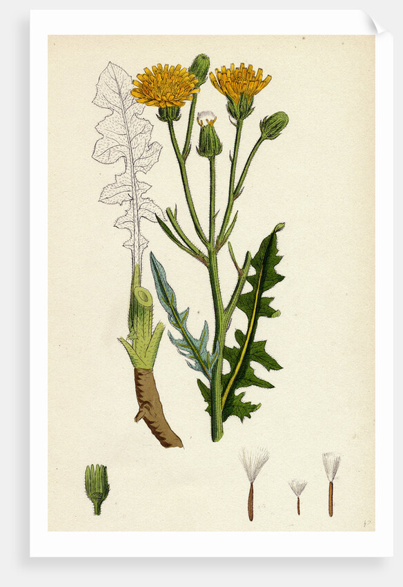 Crepis Biennis Large Rough Hawk's-Beard by Anonymous