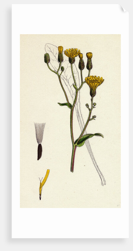 Crepis Succisifolia Scabious-Leaved Hawk's-Beard by Anonymous