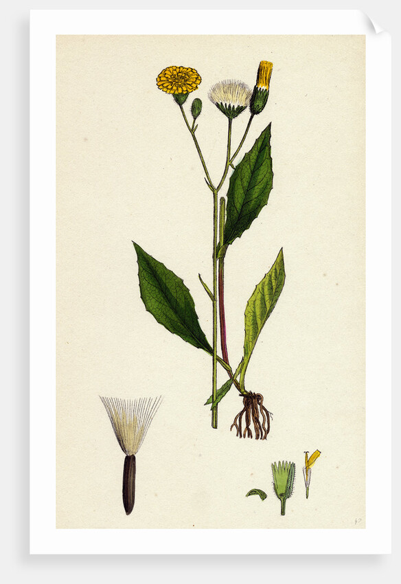 Crepis Paludosa Marsh Hawk's-Beard by Anonymous