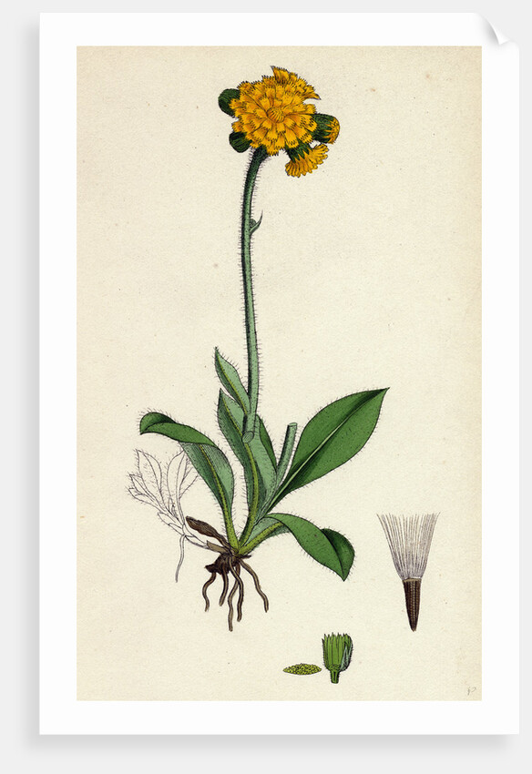 Hieracium Aurantiacum Orange Hawkweed- by Anonymous