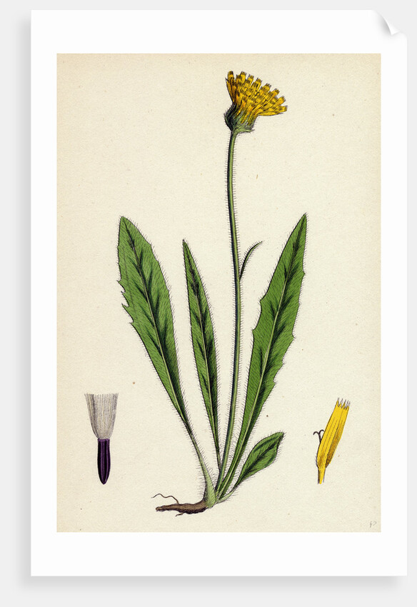 Hieracium Eximium Grey-Headed Hawkweed by Anonymous