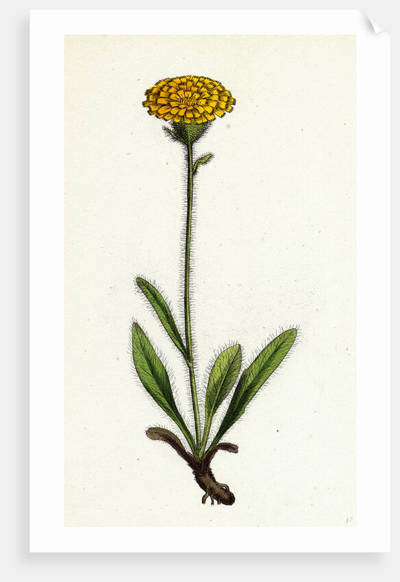 Hieracium Holosericeum Woolly-Headed Hawkweed by Anonymous