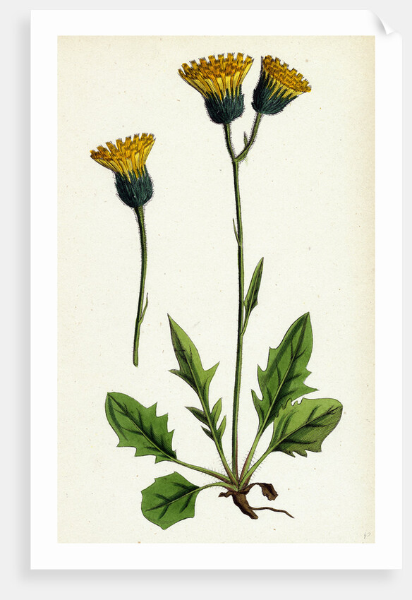 Hieracium Chrysanthum Var. Genuinum Golden-Flowered Hawkweed Var. A. by Anonymous