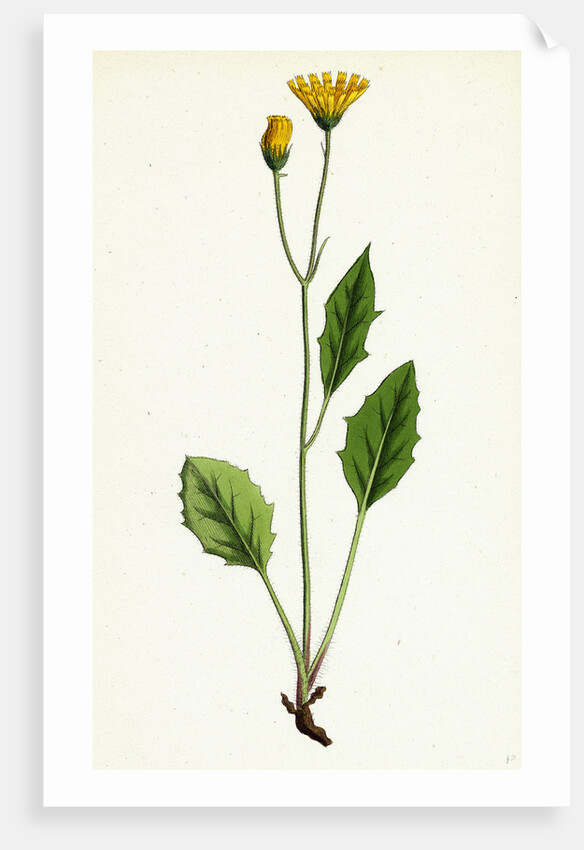 Hieracium Chrysanthum Var. Microcephalum Golden-Flowered Hawkweed Var. B. by Anonymous