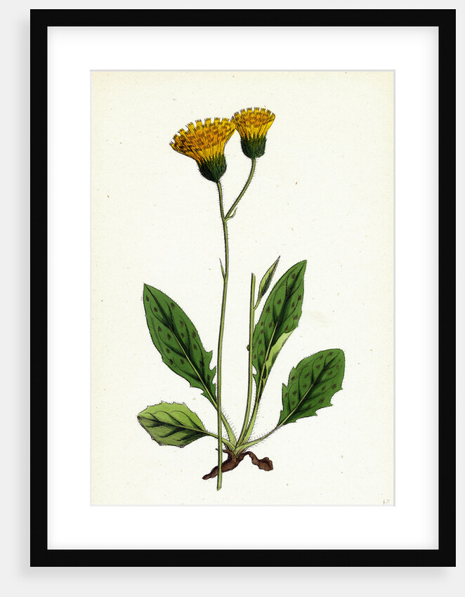 Hieracium Nigrescens Black-Headed Hawkweed by Anonymous