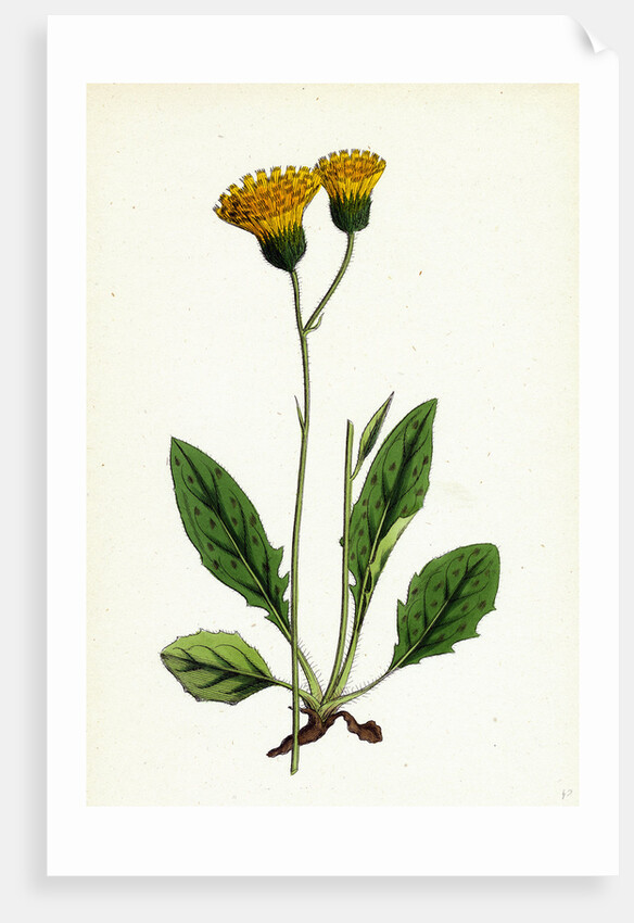 Hieracium Nigrescens Black-Headed Hawkweed by Anonymous