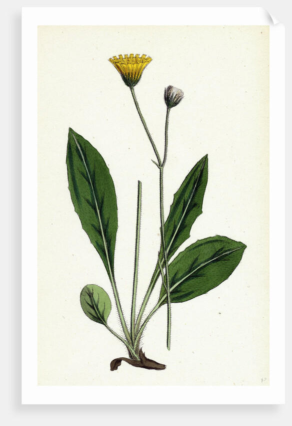 Hieracium Senescens Grey-Lingulate-Leaved Hawkweed by Anonymous