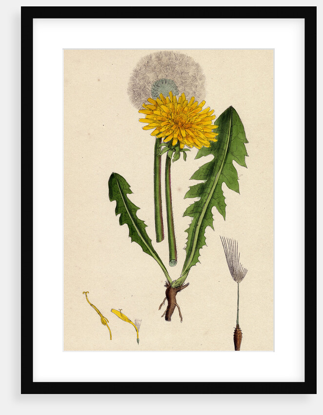 Taraxacum Officinale Var. Genuinum Common Dandelion Var. A. by Anonymous