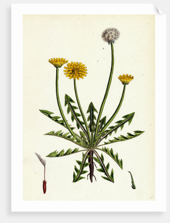 Taraxacum Officinale Var. Erythrospermum Common Dandelion Var. B. by Anonymous