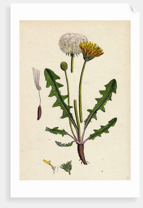 Taraxacum Officinale Var. Palustre Common Dandelion Var. D. by Anonymous