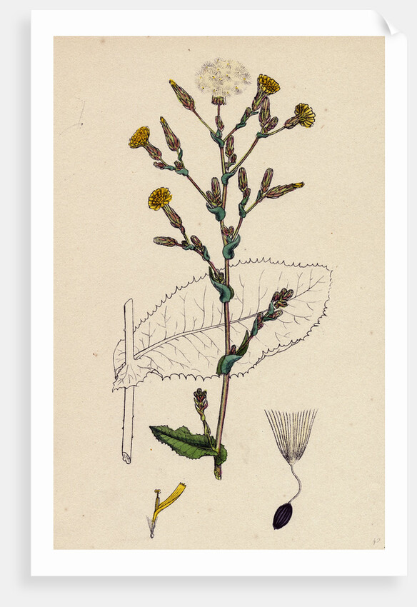 Lactuca Virosa Strong-Scented Lettuce by Anonymous