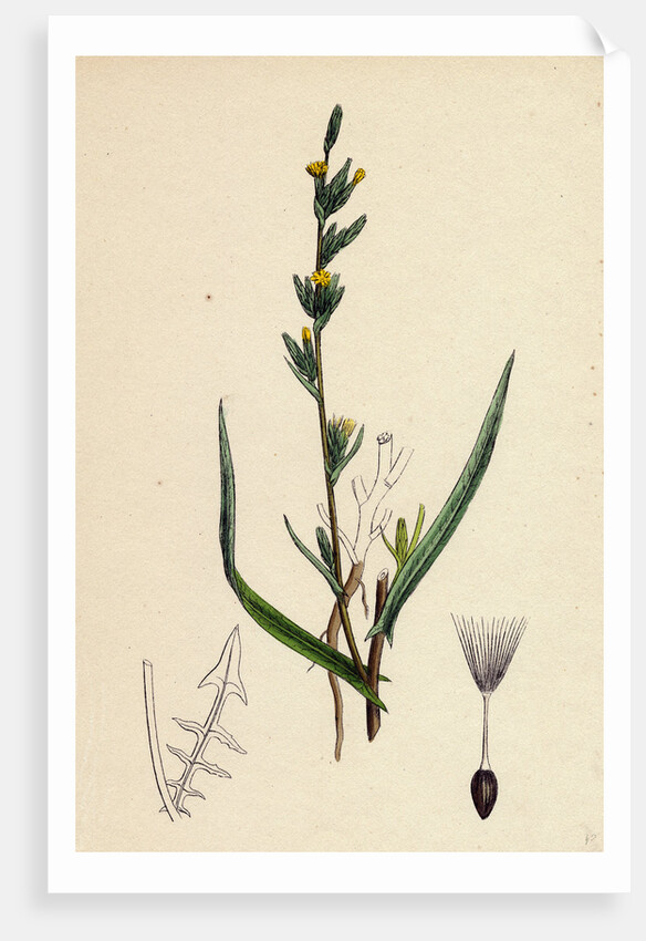 Lactuca Saligna Least Lettuce by Anonymous