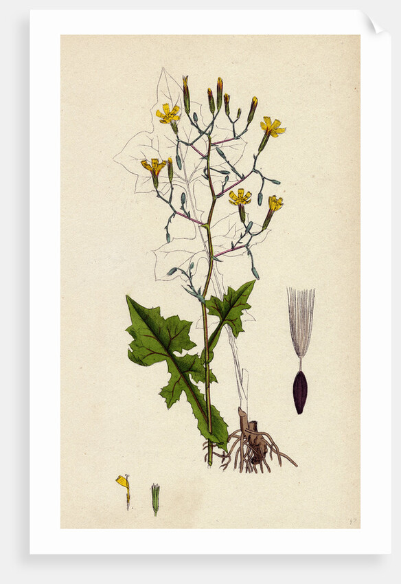 Lactuca Muralis Ivy-Leaved Lettuce by Anonymous