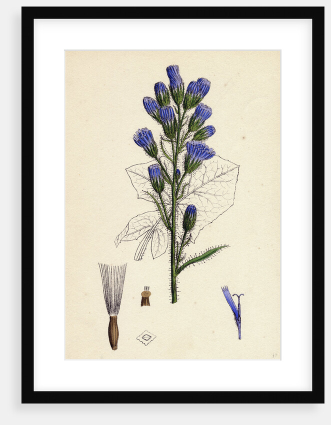 Mulgedium Alpinum Blue Sow-Thistle by Anonymous