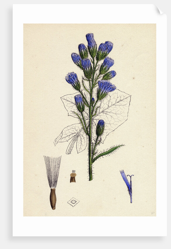 Mulgedium Alpinum Blue Sow-Thistle by Anonymous