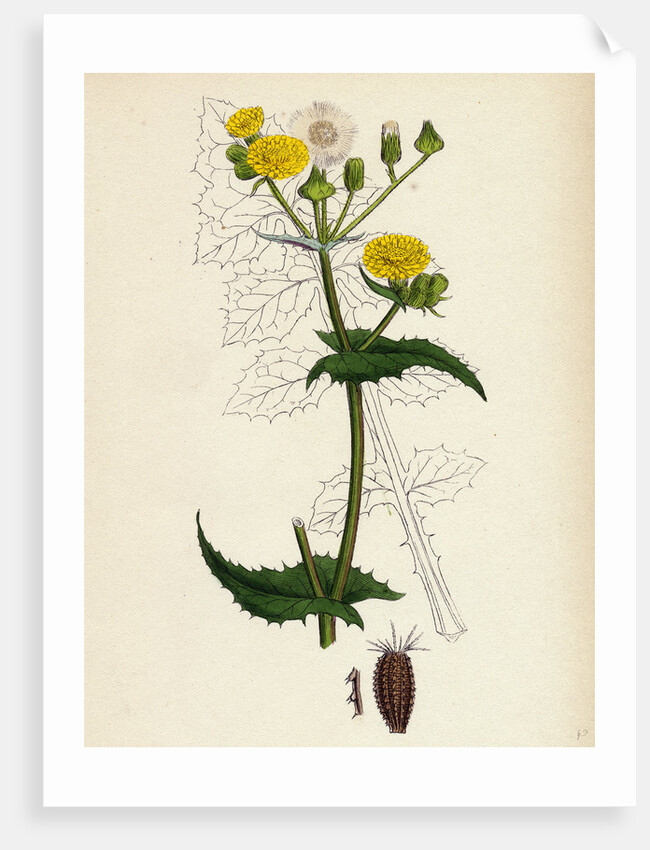 Sonchus Oleraceus Smooth Sow-Thistle by Anonymous