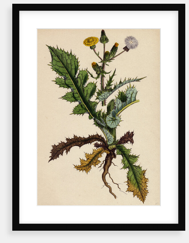 Sonchus Asper Rough Sow-Thistle Form with Pinnatifid Leaves by Anonymous
