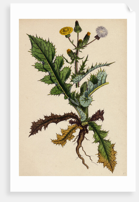 Sonchus Asper Rough Sow-Thistle Form with Pinnatifid Leaves by Anonymous