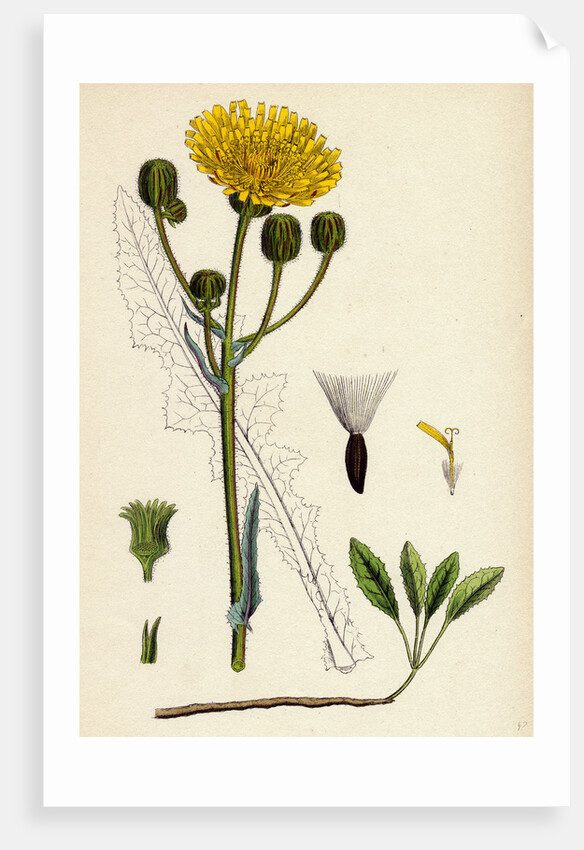 Sonchus Arvensis Corn Sow-Thistle by Anonymous