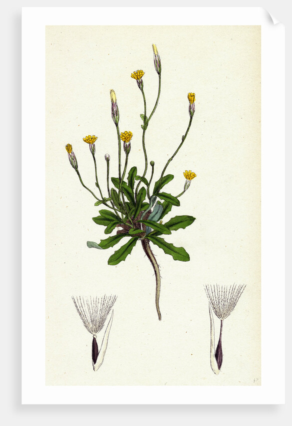 Hypochoeris Glabra Smooth Cat's-Ear by Anonymous