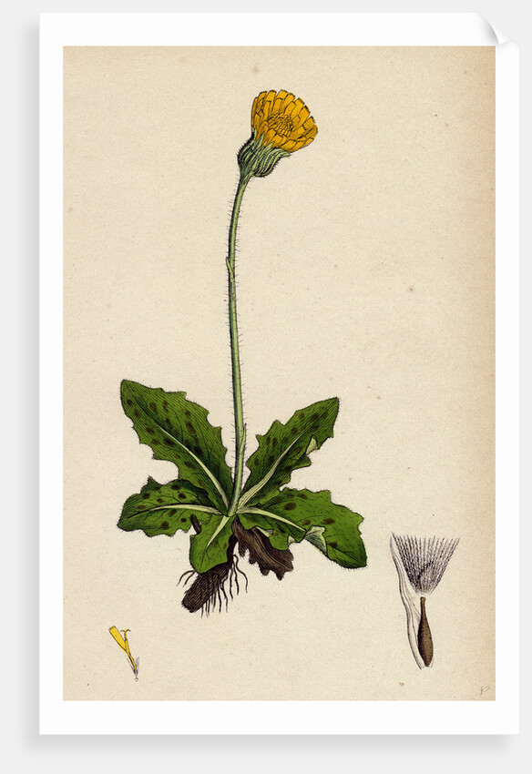 Hypochoeris Maculata Spotted Cat's-Ear by Anonymous