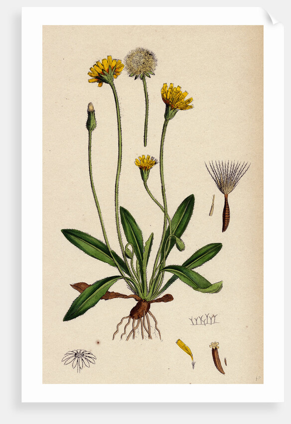 Leontodon Hirtus Hairy Hawk-Bit by Anonymous