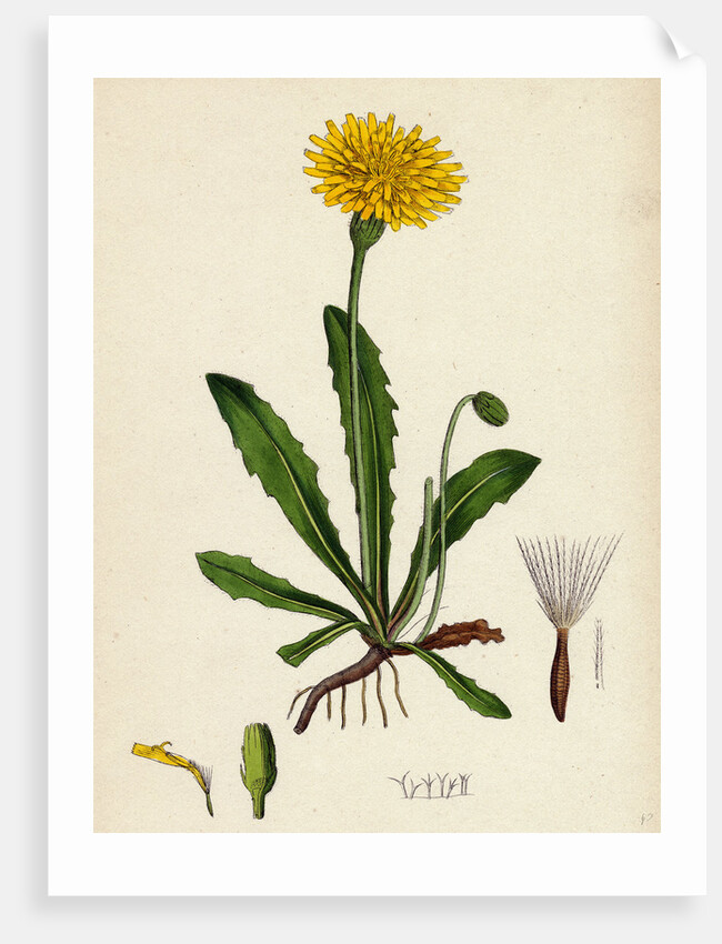 Leontodon Hispidus Rough Hawk-Bit by Anonymous