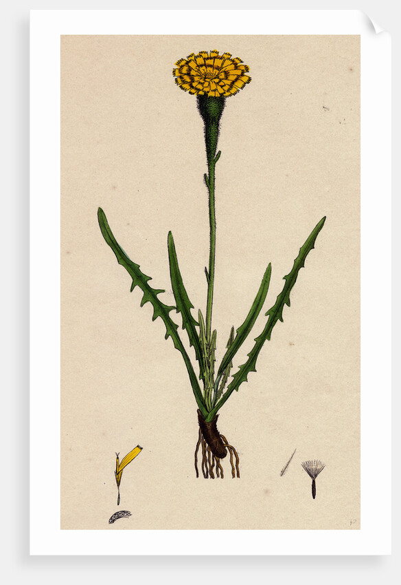 Leontodon Autumnalis Var. Pratensis Autumnal Hawk-Bit Var. B. by Anonymous