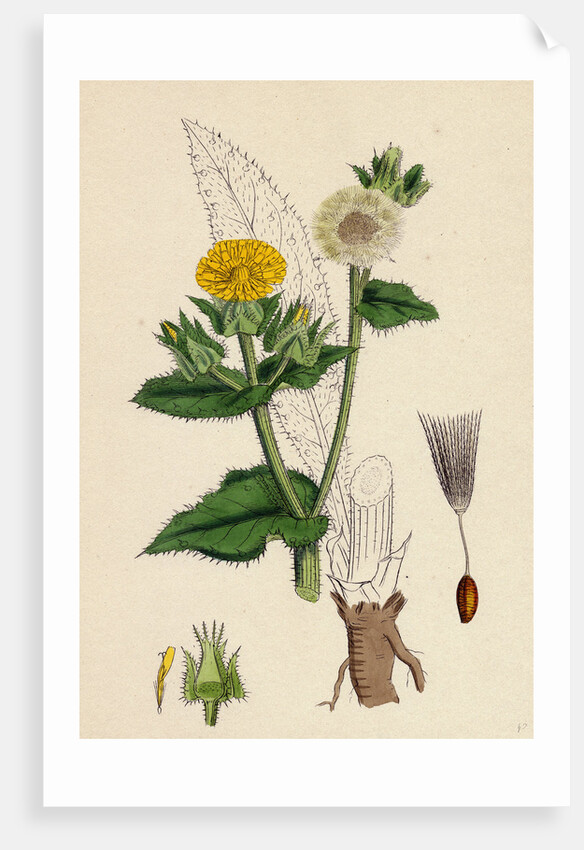 Helminthia Echioides Bristly Ox-Tongue by Anonymous