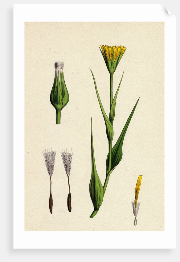 Tragopogon Pratensis Var. Genuinus Yellow Goat's-Beard Var. A. by Anonymous
