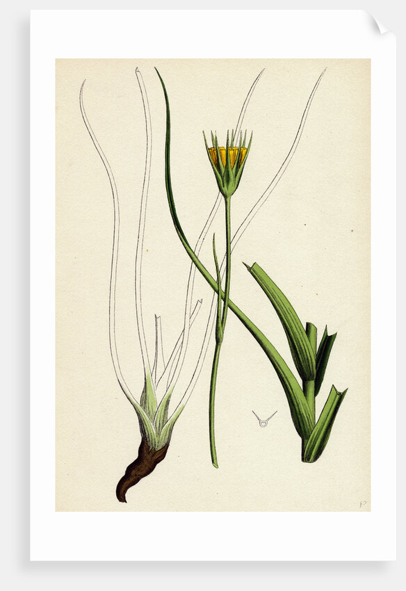 Tragopogon Pratensis Var. Minor Yellow Goat's-Beard Var. B. by Anonymous