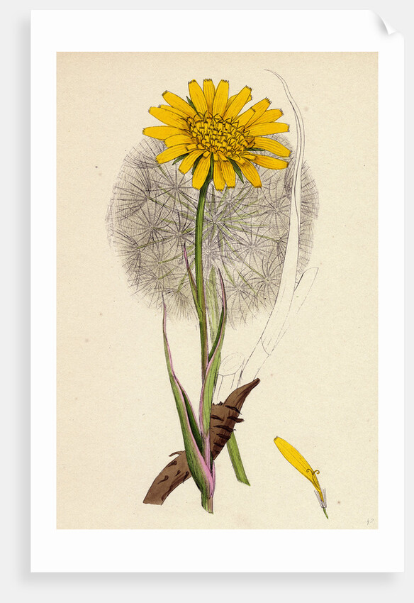 Tragopogon Pratensis Var. Grandiflorus Yellow Goat's-Beard Var. Y. by Anonymous