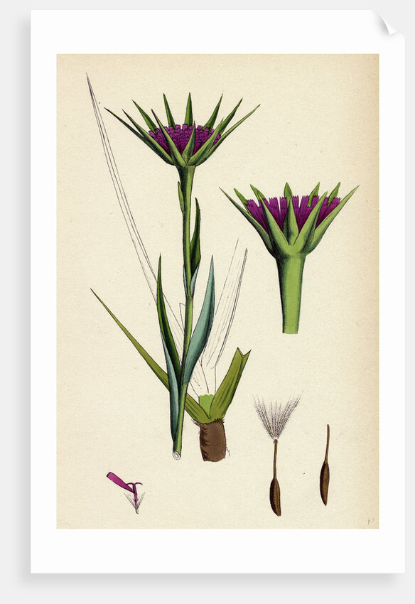 Tragopogon Porrifolius Salsify by Anonymous