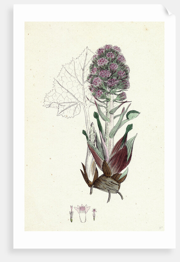 Petasites Vulgaris Common Butter-Bur Sub-Male by Anonymous