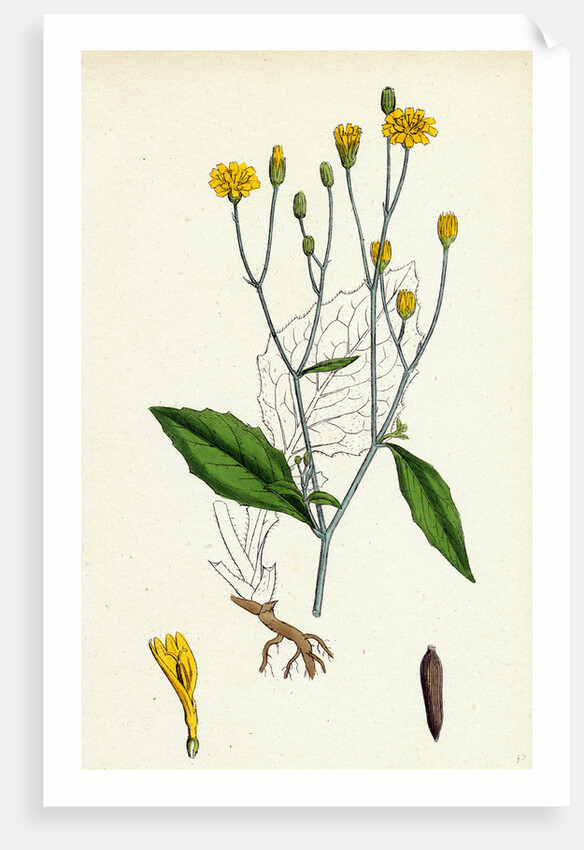 Lapsana Communis Common Nipple-Wort by Anonymous