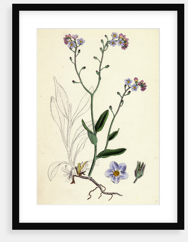 Myosotis Sylvatica Wood Forget-Me-Not by Anonymous