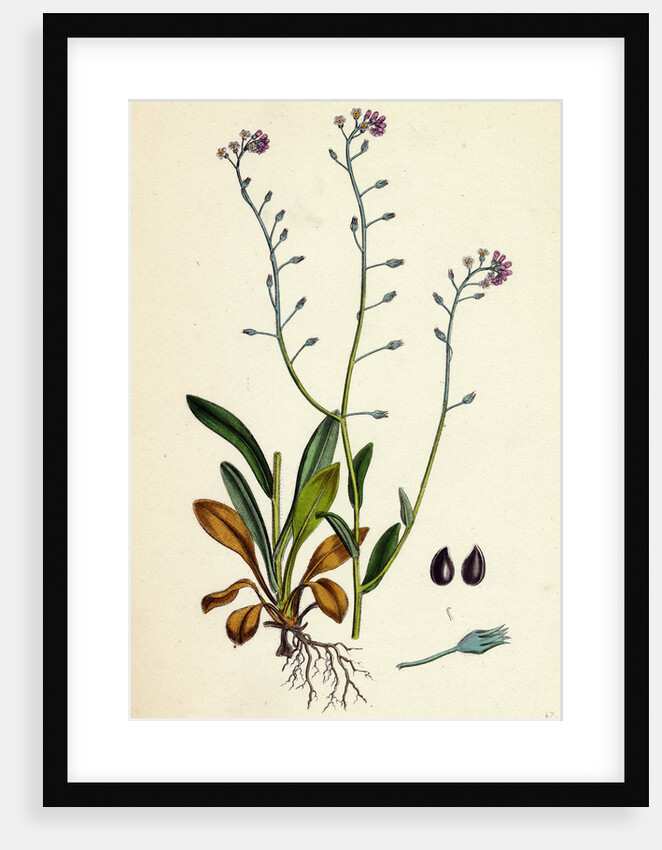 Myosotis Arvensis Field Forget-Me-Not by Anonymous