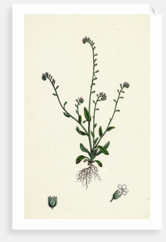 Myosotis Collina Dwarf Forget-Me-Not by Anonymous