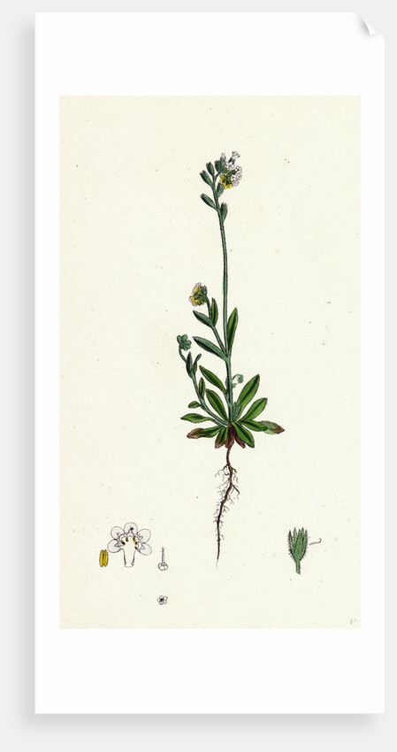 Myosotis Versicolor Yellow and Blue Forget-Me-Not by Anonymous