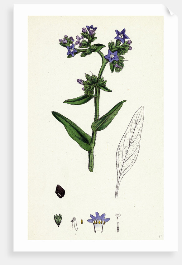 Anchusa Officinalis Common Alkanet by Anonymous