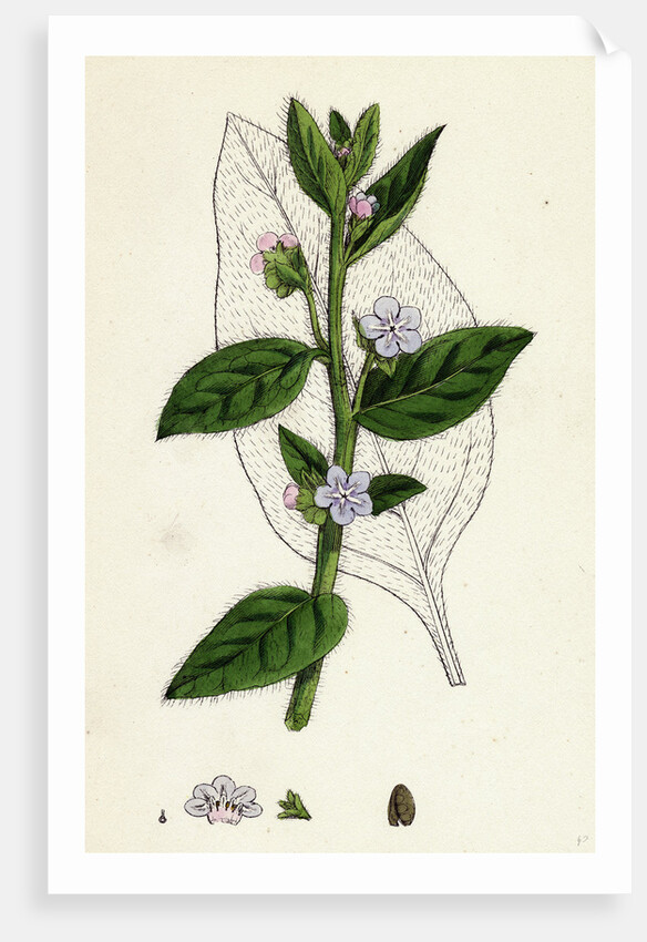 Anchusa Sempervirens Evergreen Alkanet by Anonymous