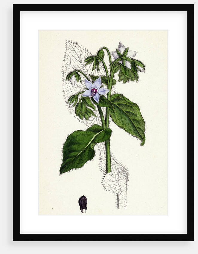 Borago Officinalis Common Borage by Anonymous