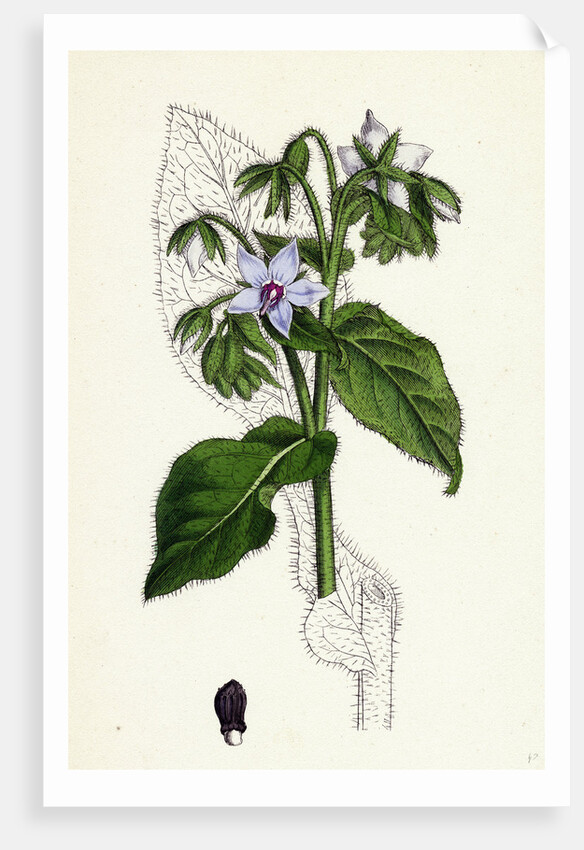 Borago Officinalis Common Borage by Anonymous
