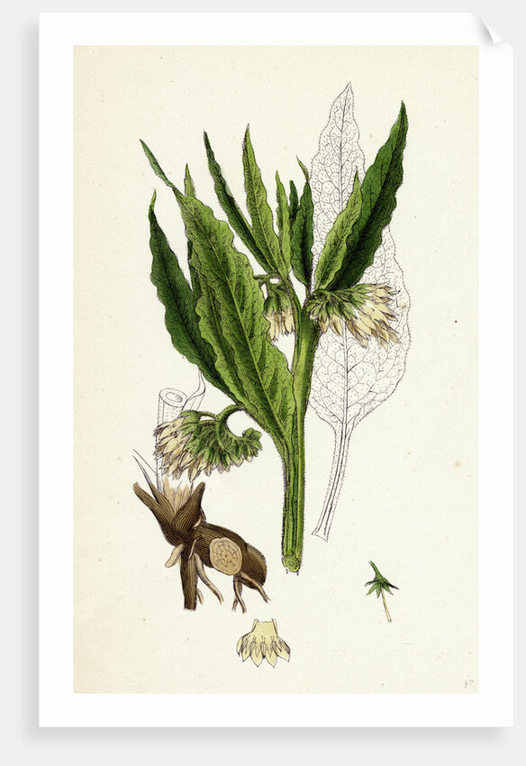 Symphytum Officinale Var. Genuinum Common Comfrey Var. A. by Anonymous