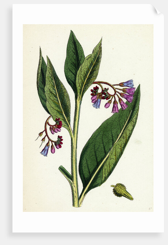 Symphytum Officinale Var. Patens Common Comfrey Var. B. by Anonymous