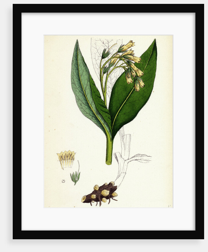 Symphytum Tuberosum Tuberous Comfrey by Anonymous